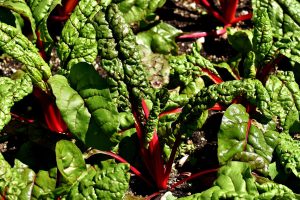 Swiss Chard